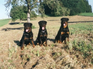 Ronnja, Tammy und Viktor von der Berghalbinsel