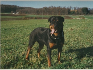 Ronnja von der Berghalbinsel